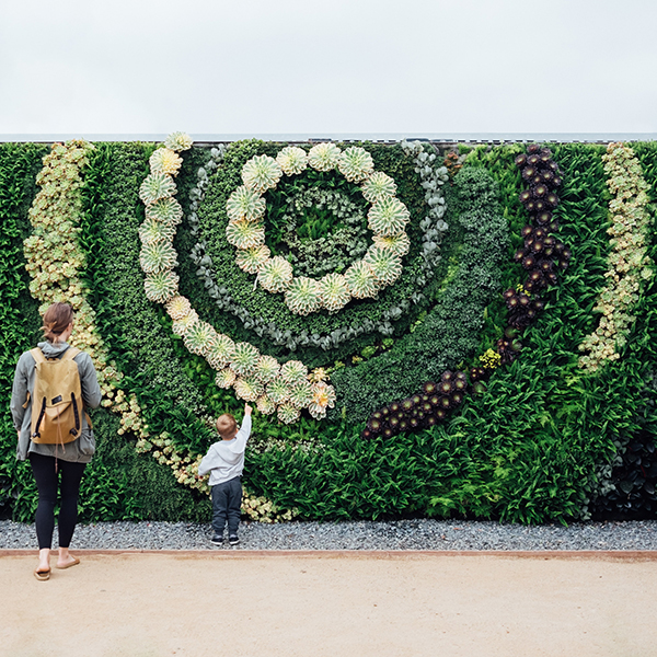 Vertical Succulent Gardens